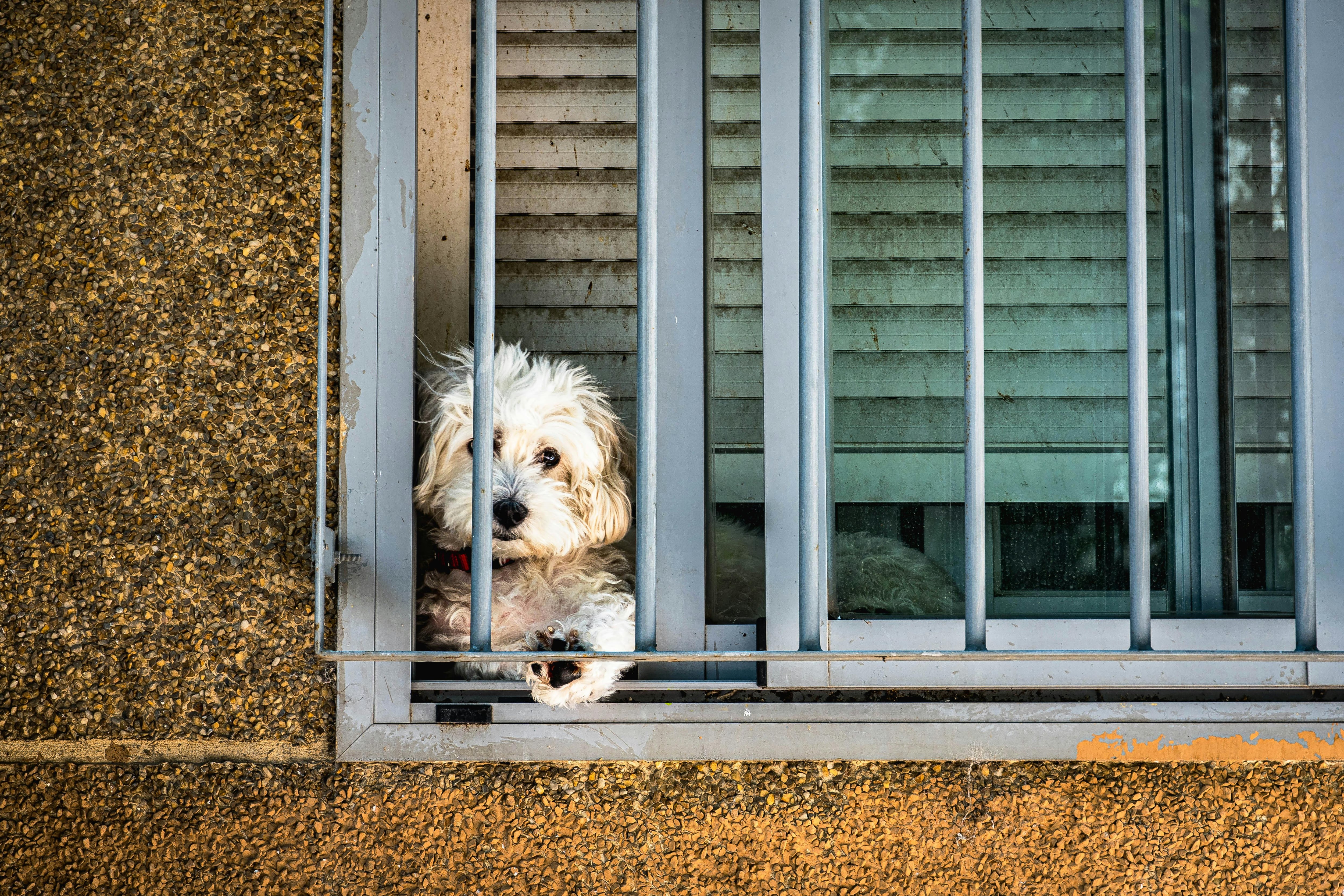 Los perros sufren la soledad y sus reacciones pueden verse reflejadas rompiendo cosas o haciendo sus necesidades en lugares poco habituales del hogar