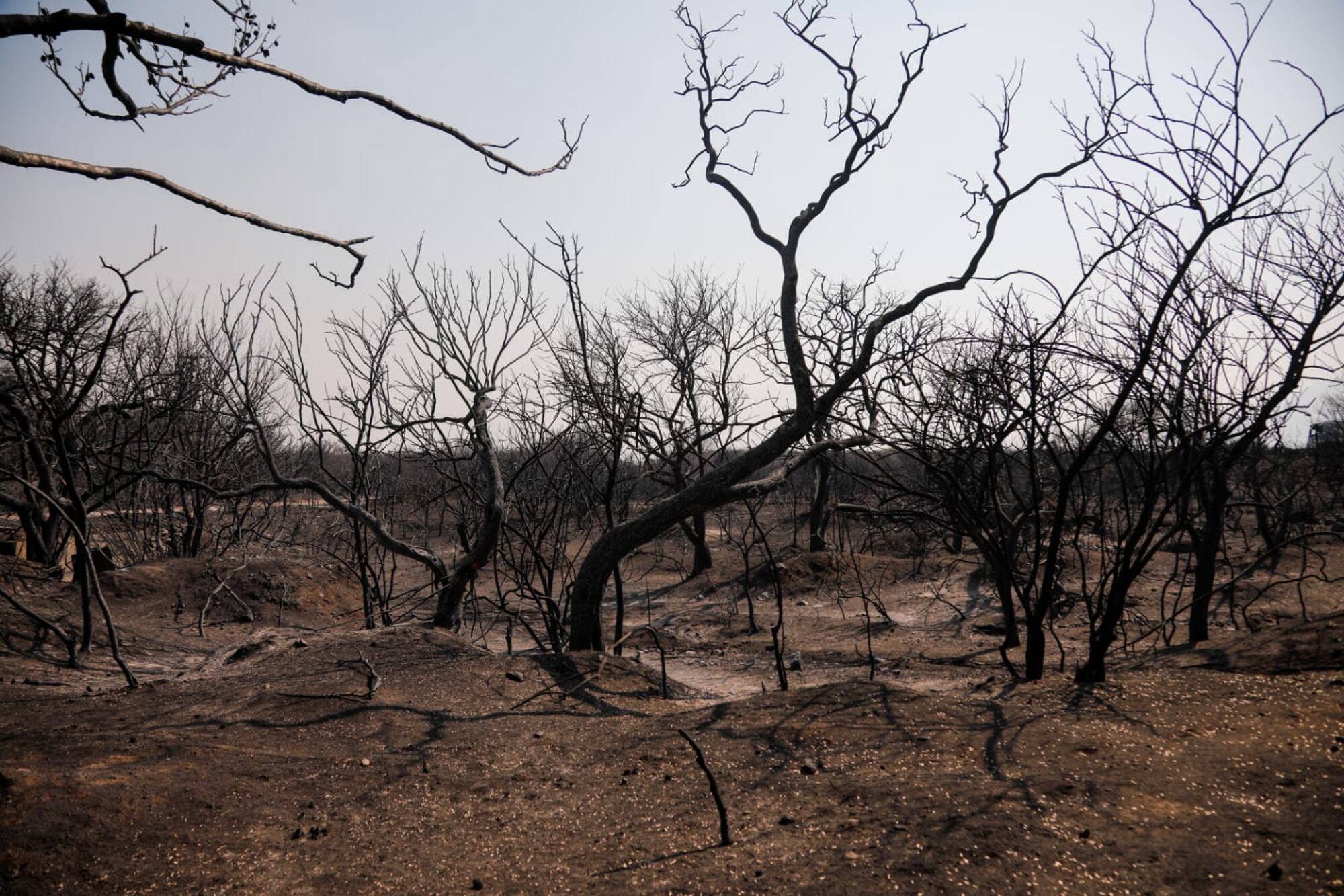 El fuego arrasa con todo a su paso por Capilla del Monte, animales muertos un bosque totalmente destruido y muchas familias que lo perdieron todo