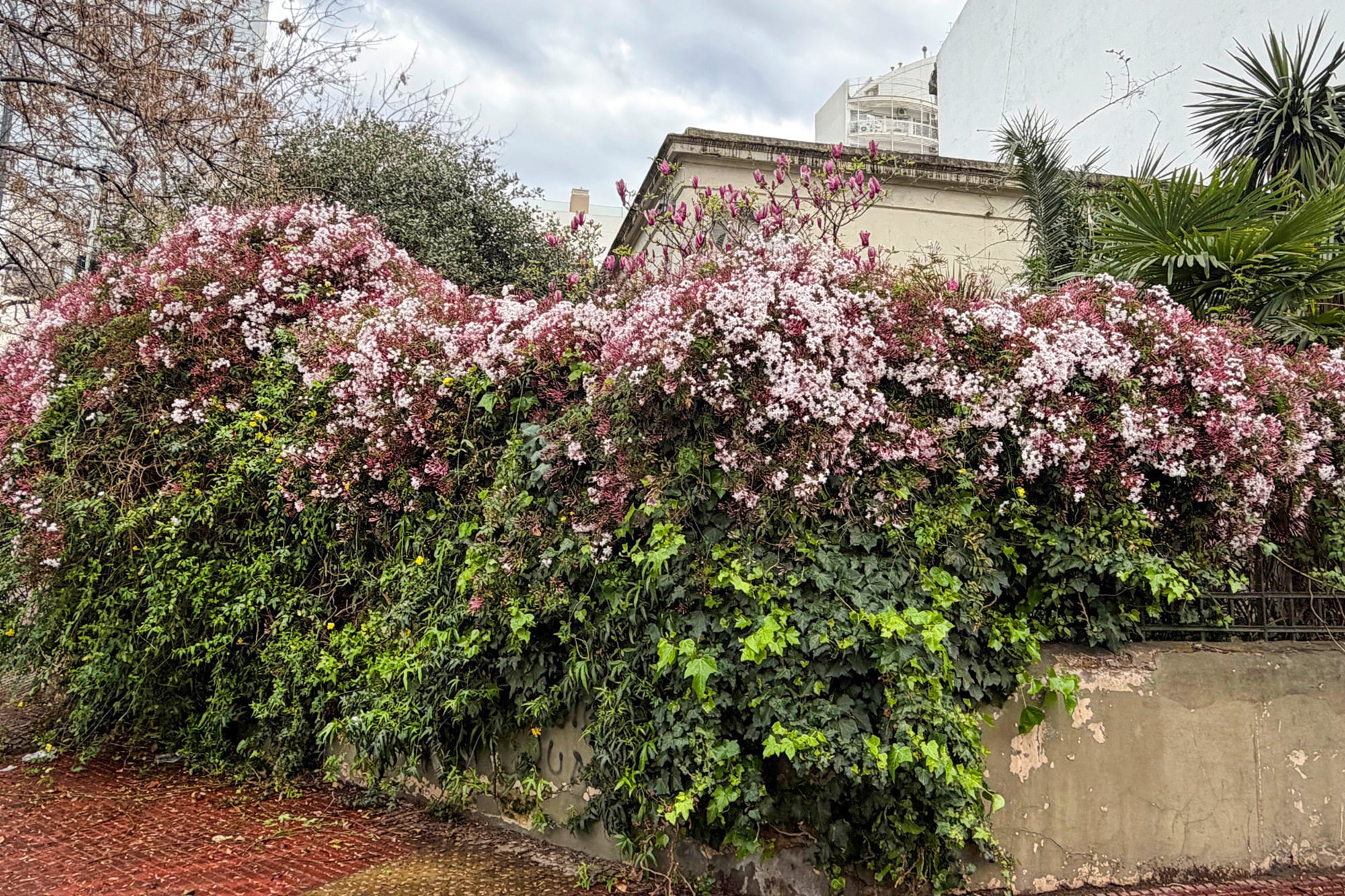 Jasminum polyanthum que anuncia que la primavera está por llegar