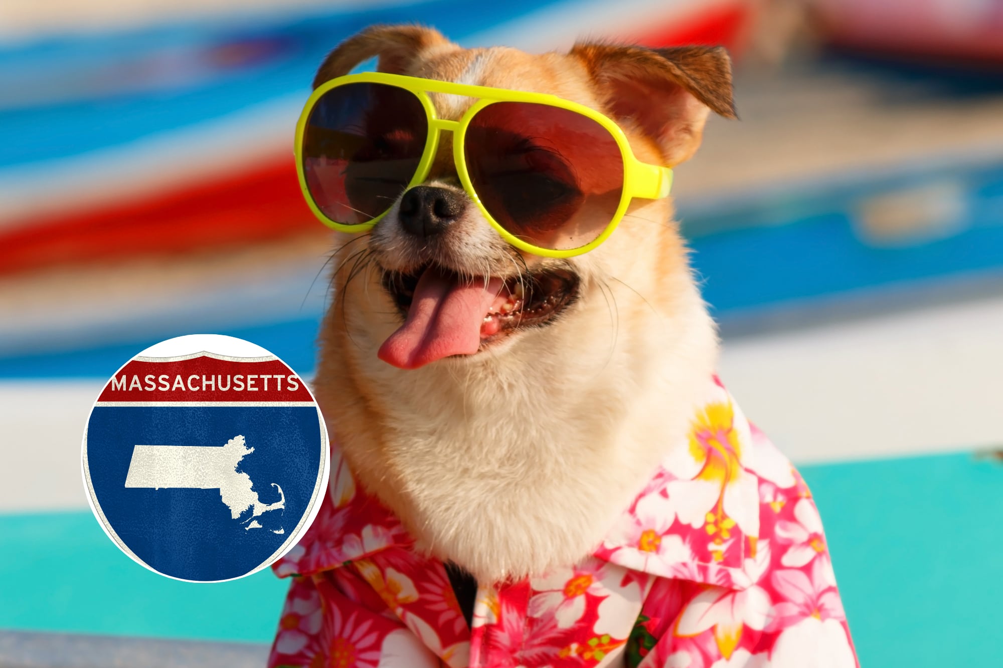 El DCR prohíbe perros en playas de agua dulce a partir del 1° de mayo