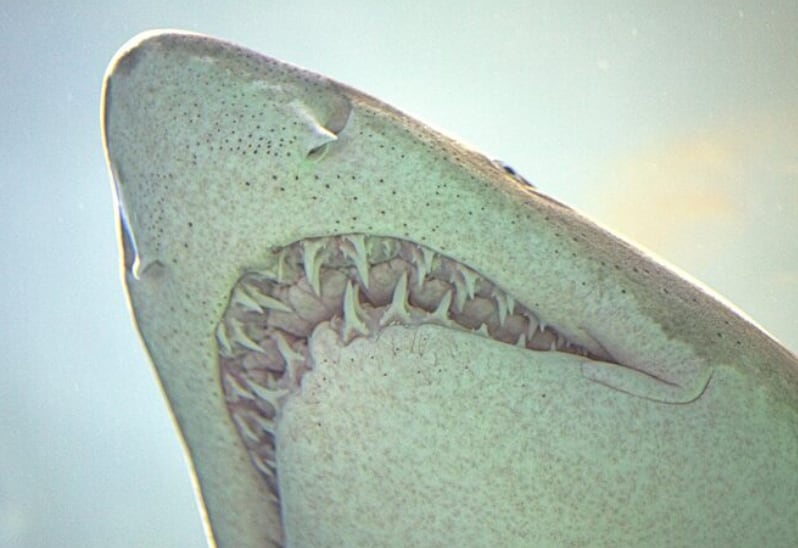 Científicos descubrieron que los tiburones cambian sus dientes según el tipo de alimentación que llevan