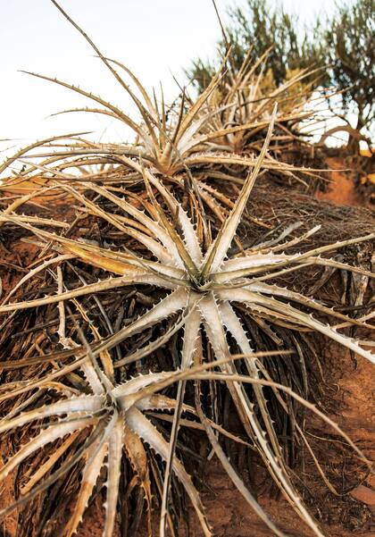 A 120 kilómetros de la capital provincial, una reserva con tesoros naturales y paleontológicos para descubrir