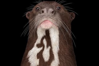 The giant otter is back!