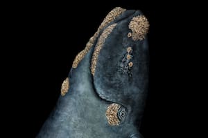 Las cazamos hasta casi extinguirlas, pero se recuperaron y hoy enfrentan una nueva amenaza