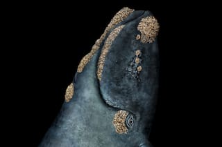 Las cazamos hasta casi extinguirlas, pero se recuperaron y hoy enfrentan una nueva amenaza