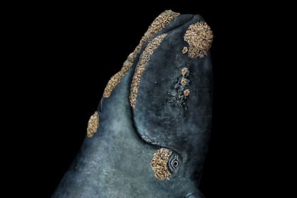 Las cazamos hasta casi extinguirlas, pero se recuperaron y hoy enfrentan una nueva amenaza