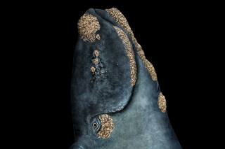 The resurrection of the southern right whale