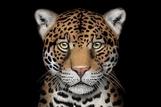 Last chance for the jaguar