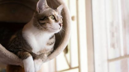A algunos felinos domesticados les gusta pasar el tiempo en el exterior, así que es común encontrarse con ellos en los tejados o escondites altos
Foto: iStock