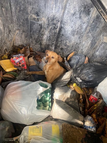 A Alma la encontraron en un contenedor de basura en Pompeya.