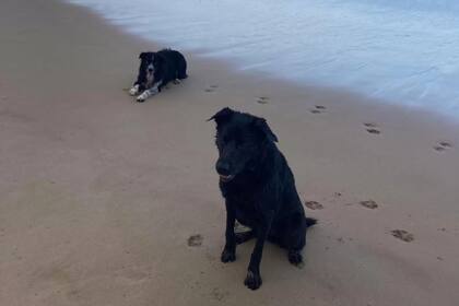 A Billy le gusta nadar en el mar