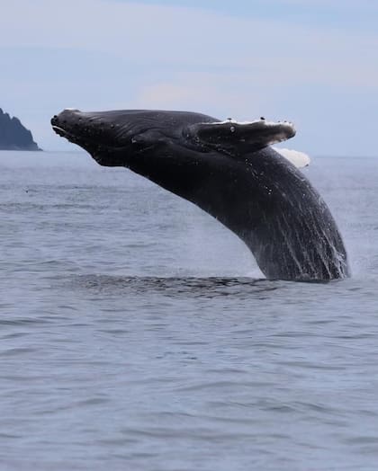 A bordo del crucero también vieron ballenas (Foto: Instagram @michaelbuble)