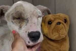 A Brako lo abandonaron en un descampado