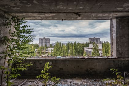 A casi cuatro décadas de la tragedia, en Chernobyl hoy abunda la vida salvaje