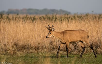 A causa de la caza, el avance de las fronteras agropecuarias y las enfermedades importadas por el ganado, el ciervo de los pantanos se extinguió en la mayor parte de su hábitat, subsistiendo en los Esteros del Iberá y en el Delta