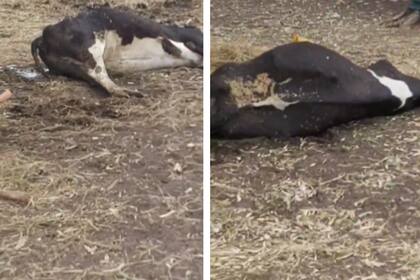 A causa de la falta de lluvias ya perdieron ocho vacas en el establecimiento