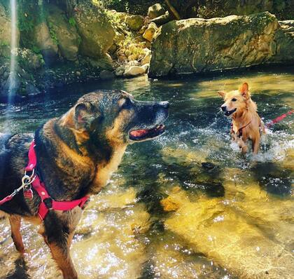 "A Chiqui le encanta nadar. Tuvimos que ponerle un pretal con una correa de 10 metros para que ella pudiera disfrutar y no se la llevara la corriente".