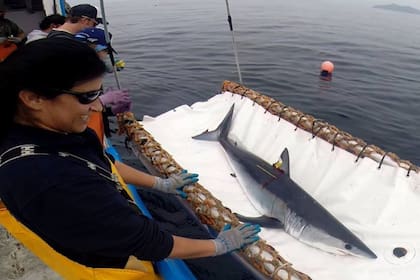 A día de hoy, estos tiburones sólo pueden ser capturados y devueltos con vida, con objetivos de estudio científico