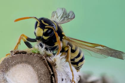 A diferencia de las abejas, las avispas son capaces de picar en múltiples ocasiones (Pixabay)