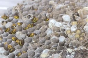 Qué son las chaquetas amarillas y por qué representan un riesgo para las personas