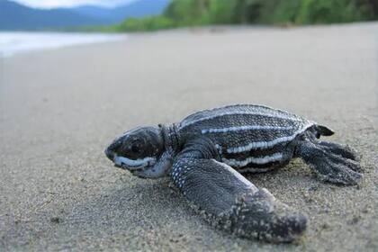 A diferencia de las demás tortugas marinas, la laúd no posee un caparazón duro y óseo, sino uno ligeramente flexible.