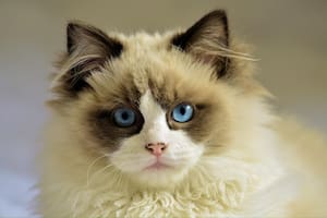 A diferencia de los gatos de pelo liso, los rizos pueden enredarse con mayor facilidad, por lo que es importante cepillarlos regularmente (Foto: Pixabay)