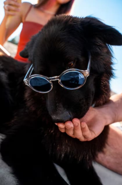 A diferencia de los humanos, no es recomendable colocarle a las mascotas anteojos especiales