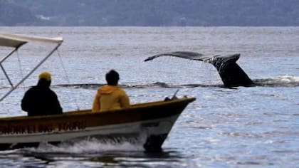 A diferencia de los peces, las ballenas no beben agua