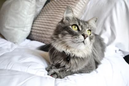 A diferencia de los perros, que suelen mostrar afecto a todos los miembros del hogar, los gatos eligen a su humano favorito con calma y según su propio criterio.