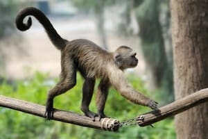 A diferencia de los seres humanos, existen muchos animales que tienen una cola.