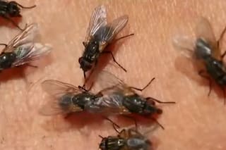 Alerta en Buenos Aires por el “barigüí”, la mosca que muerde y se alimenta de sangre: “Son bichos muy agresivos”