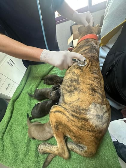 A Dulce la abandonaron preñada en un basural.
