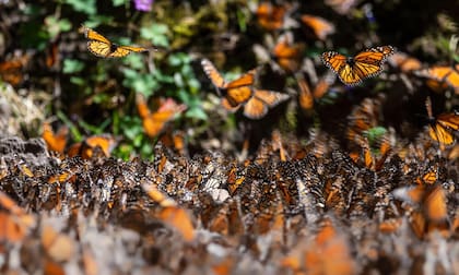 A finales de octubre, la “súper generación” de mariposas monarca comienzan a llegar a las montañas de Michoacán y permanecen durante cuatro meses