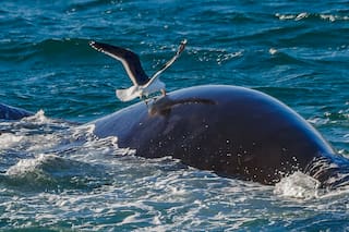 Sobrevivieron a la caza, pero las ballenas ahora deben enfrentar una amenaza pequeña y letal