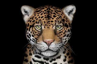 ¿Soja o monte? La batalla de una guerrera ambiental para evitar la extinción del felino