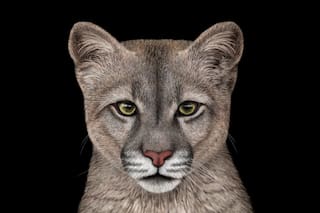 ¿Protegerlo o cazarlo? Ambientalistas y ganaderos se enfrentan por su supervivencia