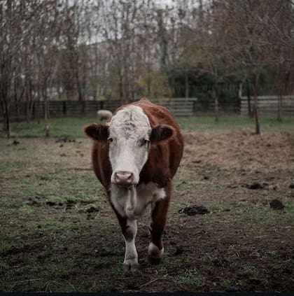 A Heracles lo llaman, de forma cariñosa, "el colo" por su pelaje.