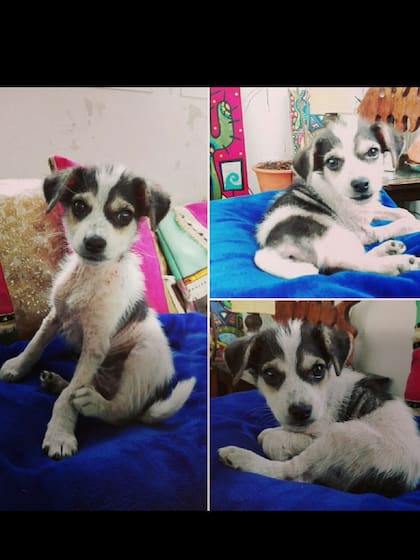 A Julio lo encontraron en una caja de cartón abandonada