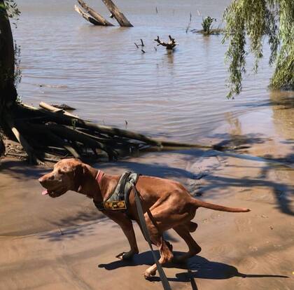 A Kafu le encanta jugar en el agua.