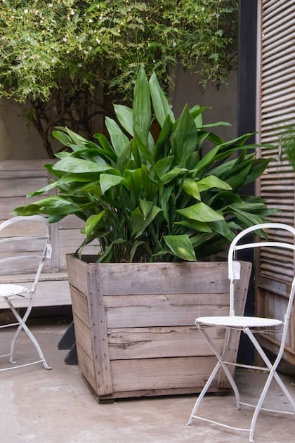 A la Adipistra eliator se la llama “hoja de salón” por ser una tradicional planta de interiores que lo resiste todo, pero también puede cultivarse en los patios bajo sombra densa con humedad controlada.