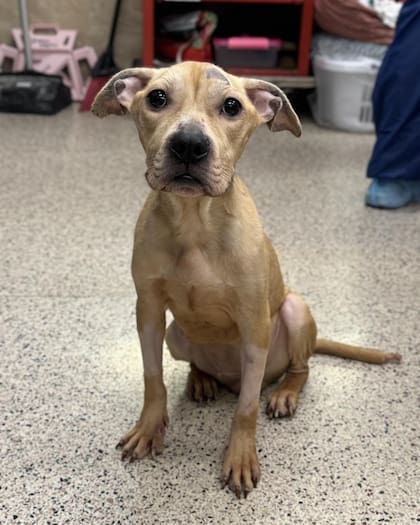 A la cachorra le llevó casi un mes recuperar la alegría y las ganas de vivir.