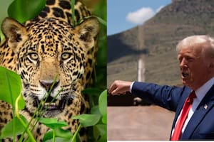 El muro de Trump en Arizona amenaza a los jaguares de EE.UU.