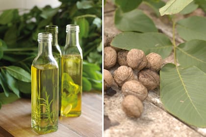 A la derecha, la semilla del nogal (Juglans regia): rica en aceites, con alto contenido de ácido linolénico (omega 3).