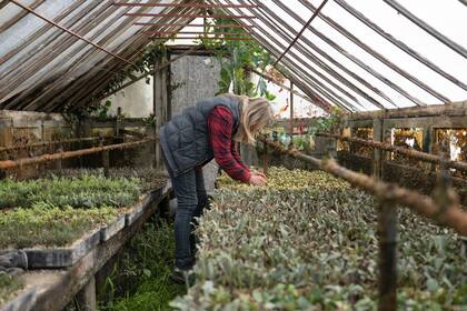 A la hora de elegir una planta un vivero local asegura que se elija el ejemplar adecuado a las condiciones de luz y cuidados específicos de cada hogar