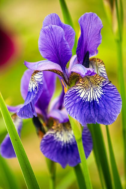 A la Iris germánica se recomienda combinarla con herbáceas de floración temprana en invierno y primavera, y en colores compatibles.