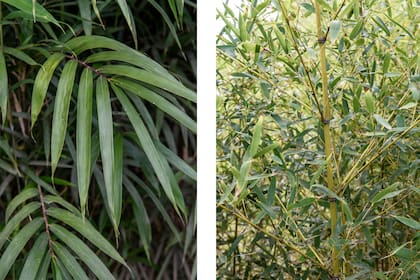A la izquierda, la Arundinaria simonii genera rizomas fuertes y ramificados que amarran el suelo, protegiéndolo de deslizamientos, aludes, erosión hídrica, fluvial y pluvial. A la derecha, Phyllostachys aurea, especie que forma bosquecitos de cañas que superan los 5 metros de altura y alcanzan un diámetro de 5 cm. Se la usa como cerco.