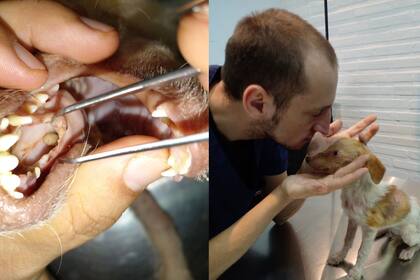 A la izquierda, la miasis bucal. A la derecha, con el veterinario Alejandro.