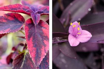 A la izquierda, la Plectranthus scutellarioides se conoce como cóleo, cretona o vergüenza. Sus hojas varían de amarillo pálido a púrpura oscuro. A la derecha, utilizada como cubresuelos o colgante, la Tradescantia pallida es fácil de cuidar. Agradece estar ubicada en lugares soleados, aunque también puede adaptarse a zonas de semisombra.