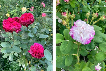 A la izquierda: La Rosa ‘Valentina Casucci’. A la derecha: La Rosa ‘Leda’.
