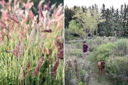 A la izquierda, Melinis nerviglumis, gramínea perenne con una altura de 60 cm. Florece en otoño; sus espigas rosadas son muy llamativas, pasan del color rosa al crema a medida que maduran. Necesita pleno sol. Cubrirla de las heladas durante el invierno. Siembra en almácigo en primavera. A la derecha, Guillermo Benítez Cruz, dueño del vivero, acompañado de su perro.